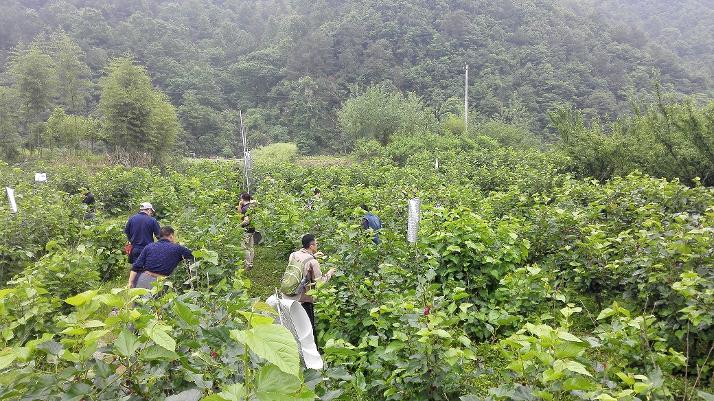 桐庐凤川采桑葚-计算机学院